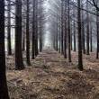 Anticiper-les-effets-du-changement-climatique-pour-adapter-les-forets