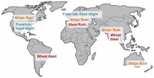 Wheat deseases / maladies du blé
